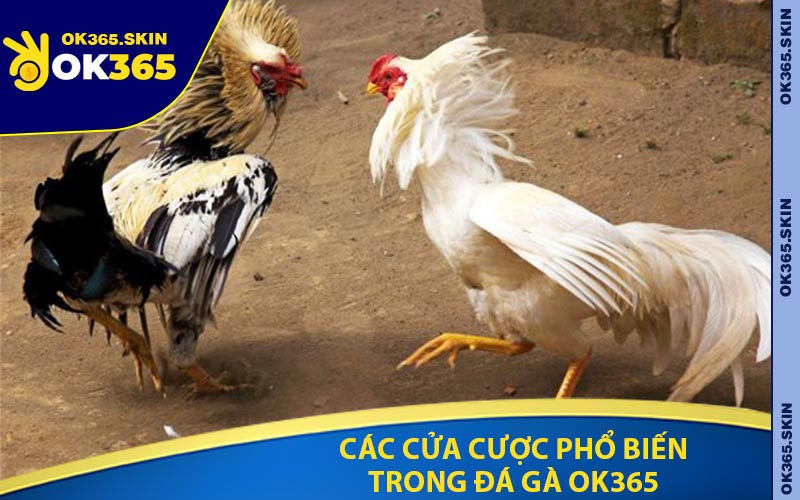 Các Cửa Cược Phổ Biến Trong Đá Gà OK365