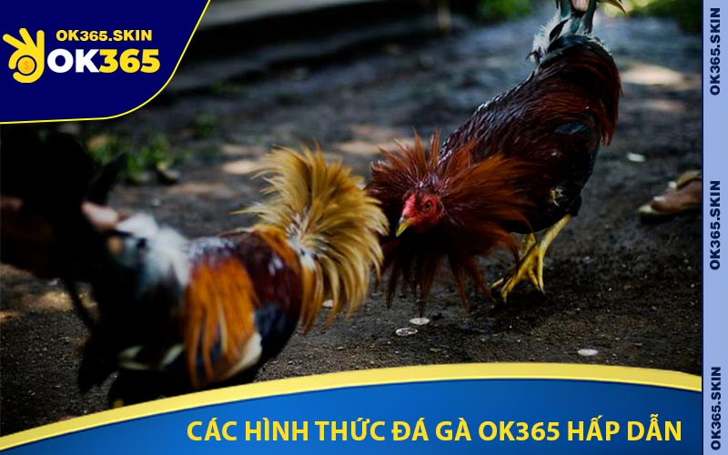 Các Hình Thức Đá Gà OK365 Hấp Dẫn