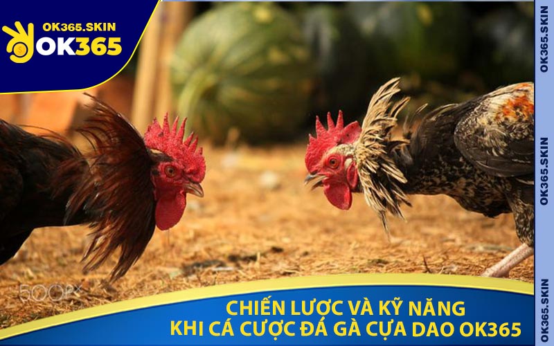 Chiến Lược Và Kỹ Năng Khi Cá Cược Đá Gà Cựa Dao OK365