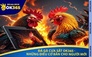 Đá Gà Cựa Sắt OK365 - Những Điều Cơ Bản Cho Người Mới