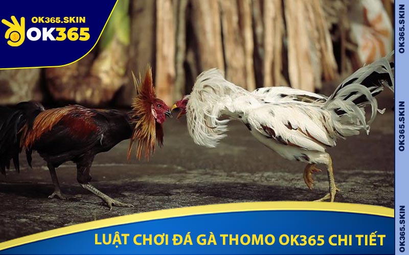 Luật Chơi Đá Gà Thomo OK365 Chi Tiết