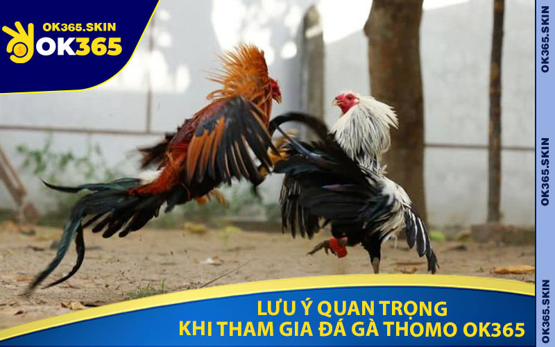 Lưu Ý Quan Trọng Khi Tham Gia Đá Gà Thomo OK365