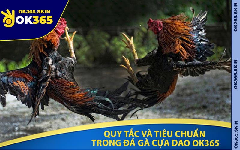 Quy Tắc Và Tiêu Chuẩn Trong Đá Gà Cựa Dao OK365