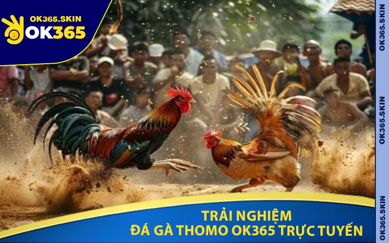 Trải Nghiệm Đá Gà Thomo OK365 Trực Tuyến