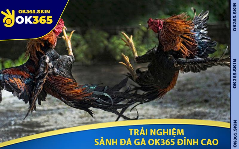 Trải Nghiệm Sảnh Đá Gà OK365 Đỉnh Cao