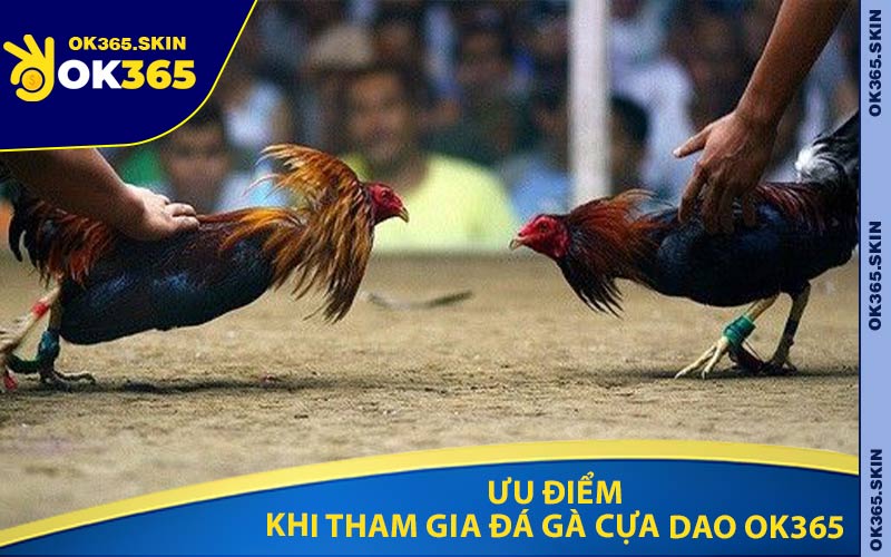 Ưu Điểm Khi Tham Gia Đá Gà Cựa Dao OK365